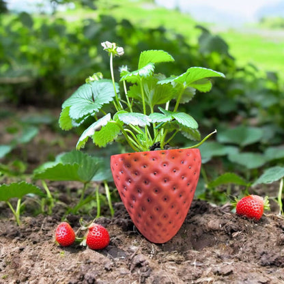 CapillaPonic_Pflanzvase_Erdbeere_Strawberry_5