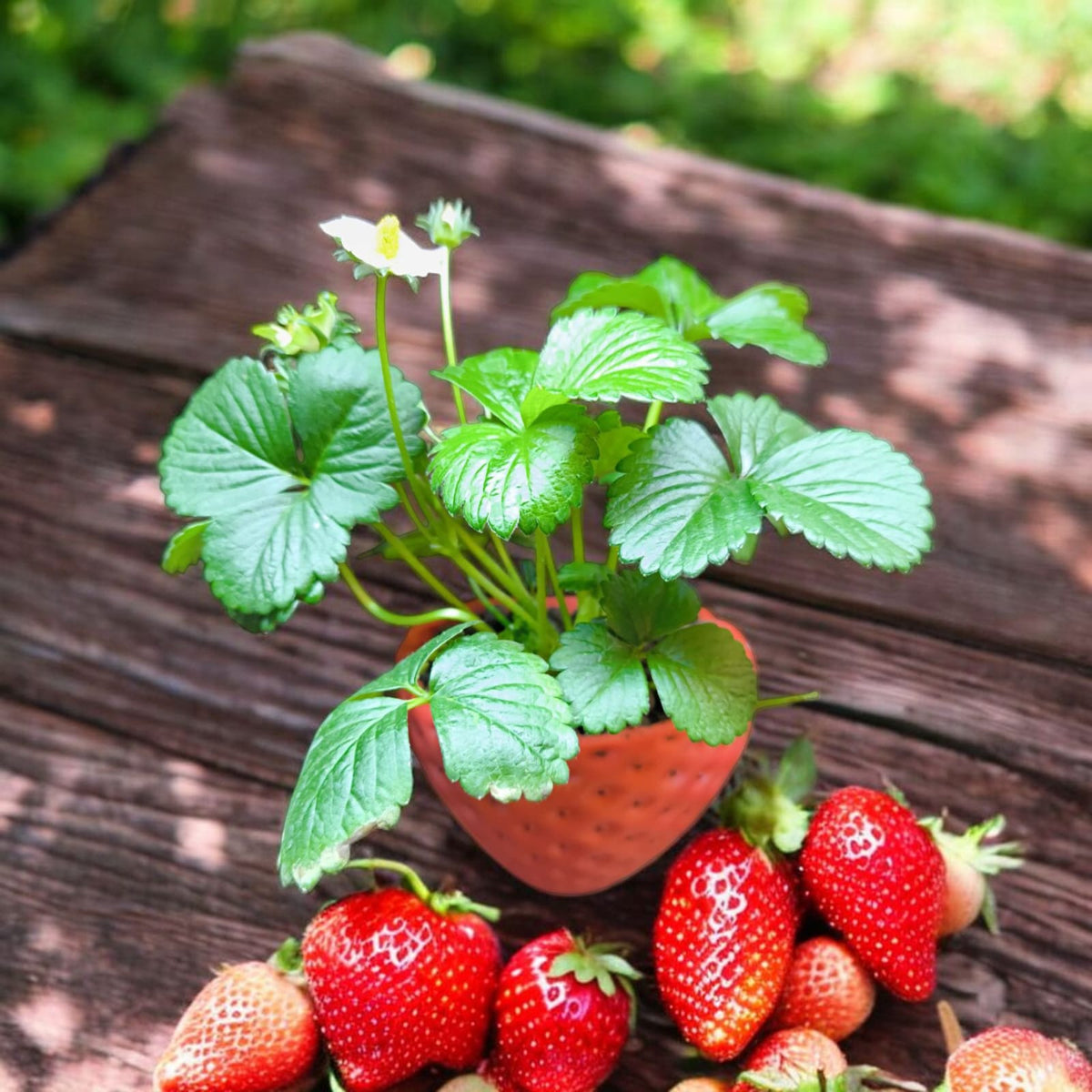 CapillaPonic_Pflanzvase_Erdbeere_Strawberry_6