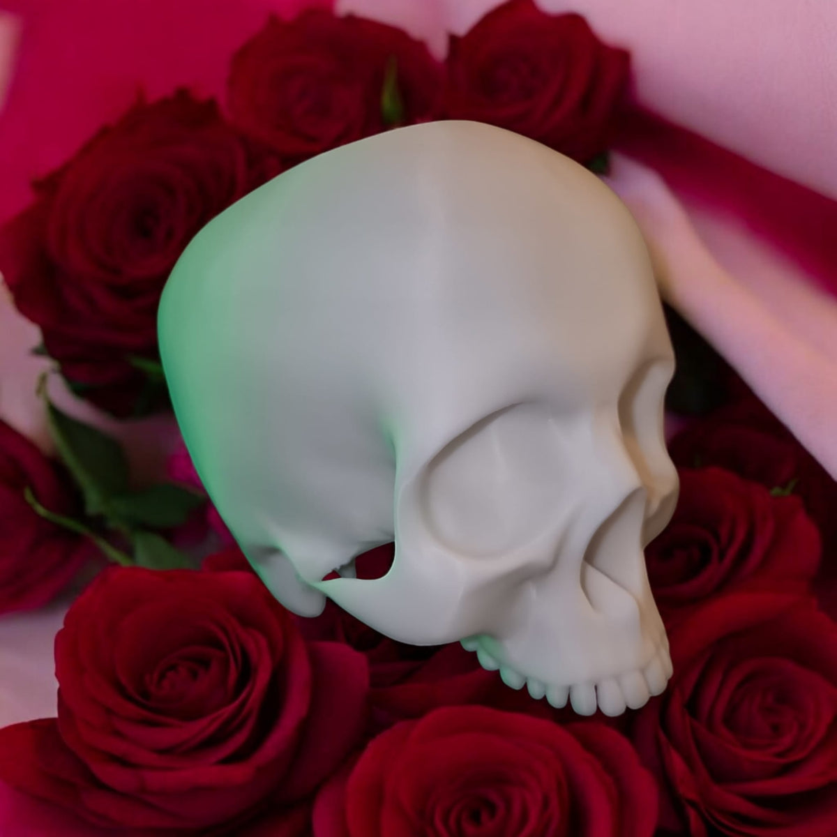 CapillaSkull Totenkopf von Aquariengarten weiß