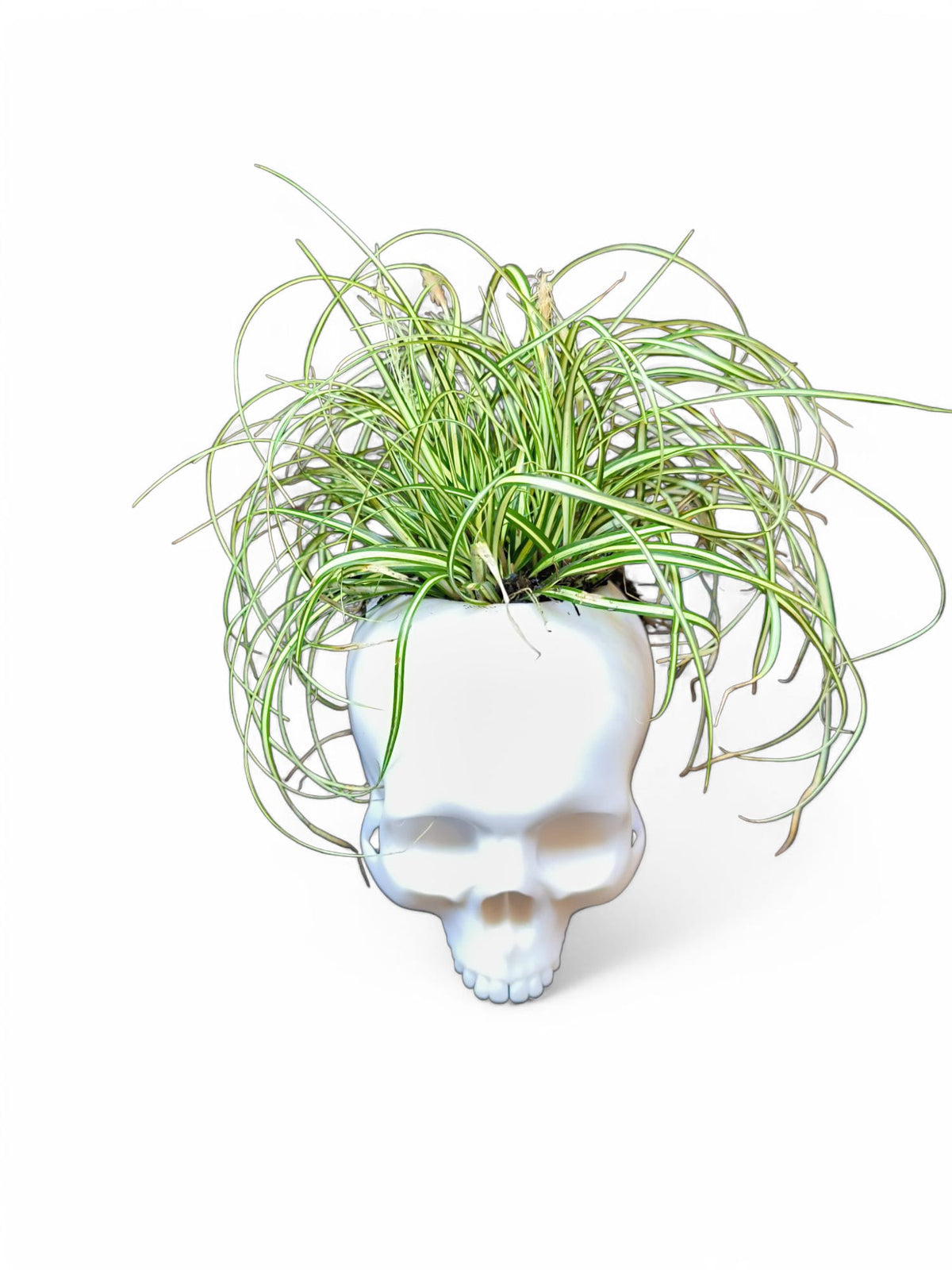 CapillaSkull_bepflanzt_4