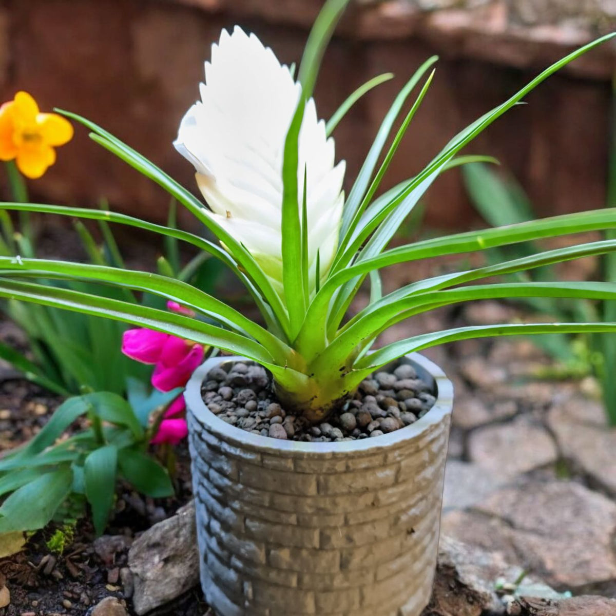 CapillaSpring_Vase_in_Brunnenoptik_bepflanzt