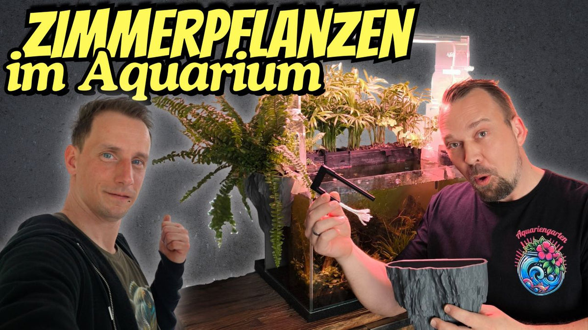 Video laden: Zimmerpflanzen in der Aquristik - Zucht und Pflege